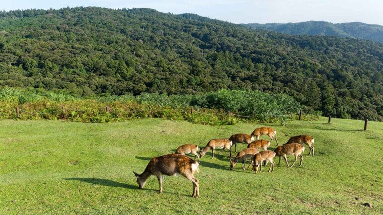 Deer grazing peacefully on a green meadow at Nara Deer Park, Japan, with lush forested hills in the background.