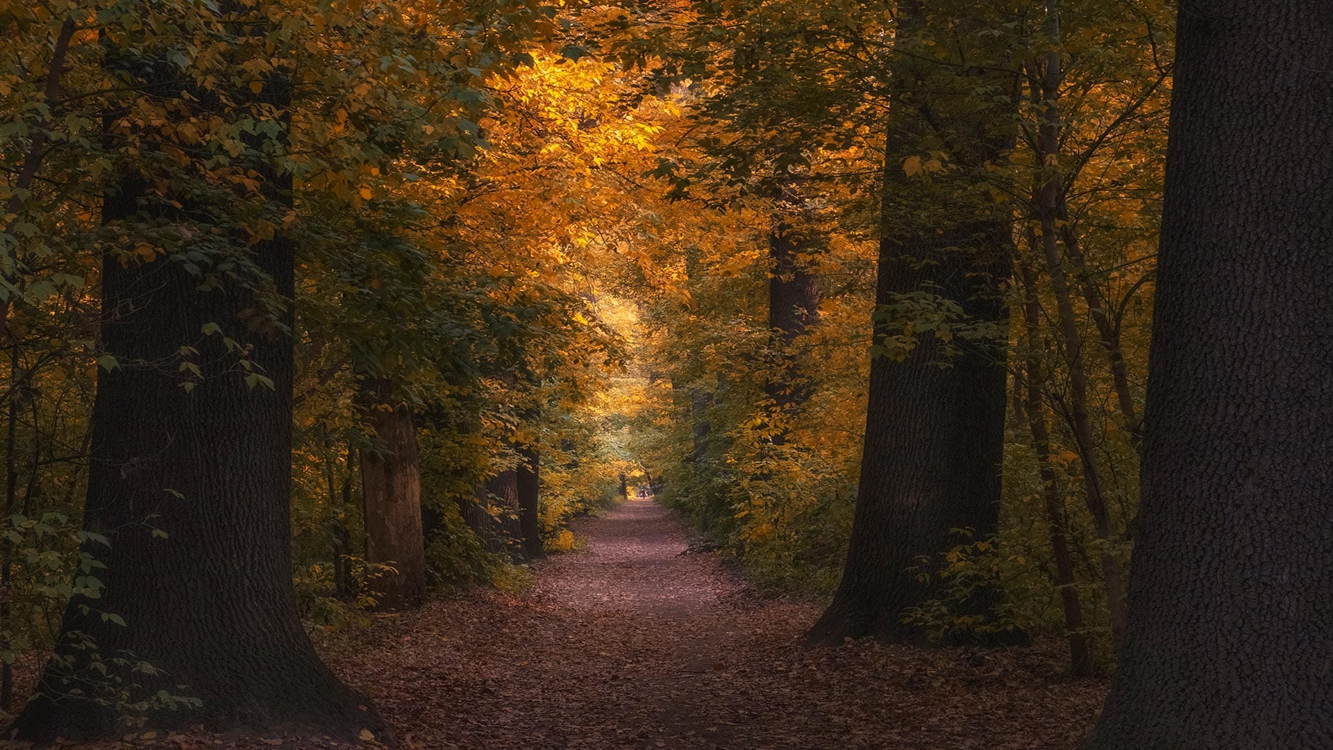 A picturesque pathway through a forest adorned with golden autumn leaves, bordered by tall oak trees under soft sunlight.