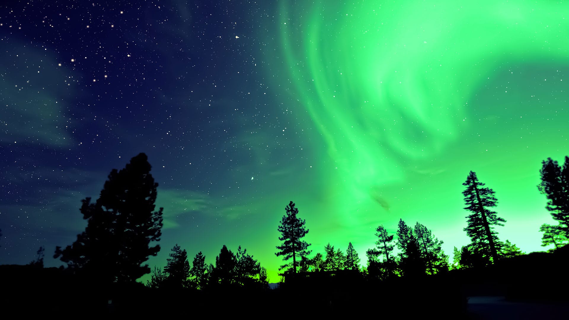 Northern Lights illuminating the night sky over a snow-covered forest with tall trees in silhouette.
