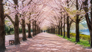 5D4N SPRING KOREADVENTURE W/ FREE DAY - VIA PAL